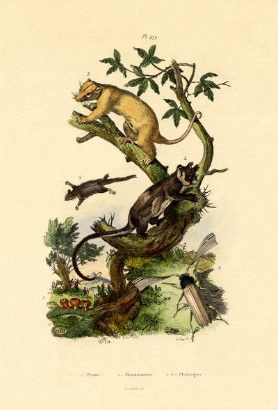 Kupa Morel, 1833-39 by French School